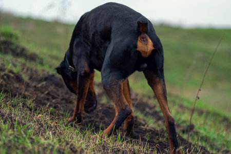 A Doberman dog digs its paws and teeth with pieces of soil in search of a rodent or ground squirrel, in the field in early autumn. The teeth are lumpy of earth.の写真素材