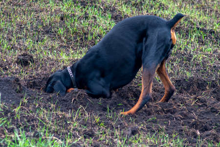 A Doberman dog digs its paws and teeth with pieces of soil in search of a rodent or ground squirrel, in the field in early autumn. The teeth are lumpy of earth.の写真素材