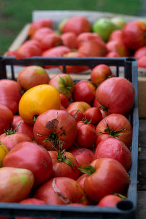 Closeup of plastic boxes with freshly harvested ripe red tomatoes in greenhouse. Harvest timeの写真素材