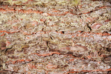 Nice rugged backdrop of spruce barkの写真素材