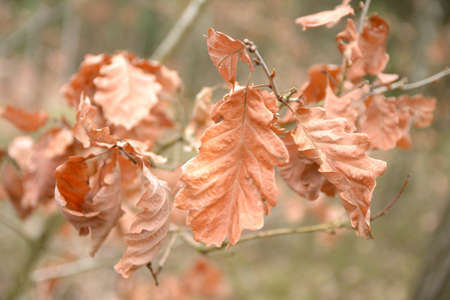 Autumn beech leaves on tree branchesの写真素材