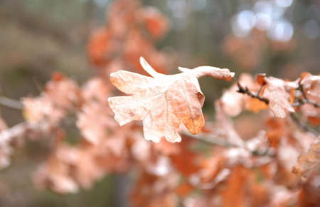 Autumn beech leaves on tree branchesの写真素材