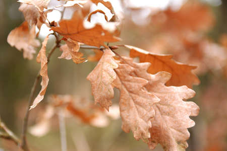 Autumn beech leaves on tree branchesの写真素材