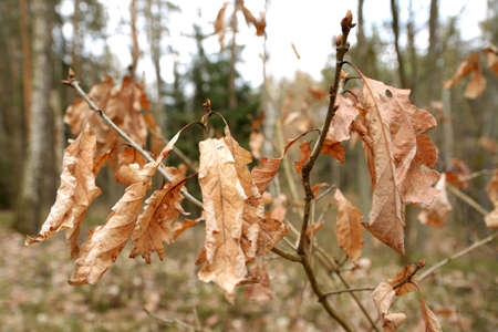 Autumn beech leaves on tree branchesの写真素材