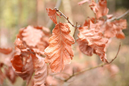 Autumn beech leaves on tree branchesの写真素材
