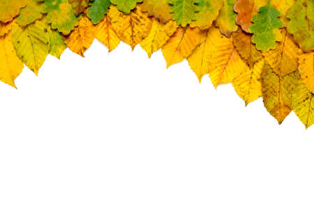 Background isolated from Several kinds of autumn leaves fallen to the ground.の写真素材