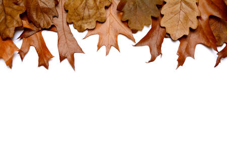 Background isolated from Several kinds of autumn leaves fallen to the ground.の写真素材