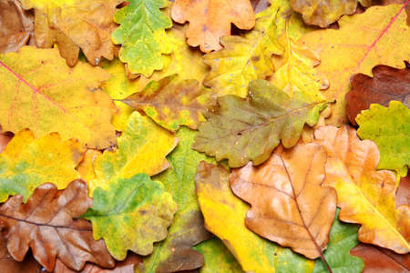 Background of Several kinds of autumn leaves fallen to the ground.の写真素材