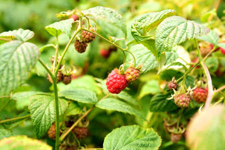 Wild raspberry bush in nature