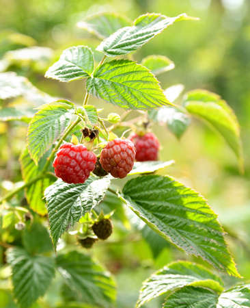 Wild bush ripe raspberries in summer nature