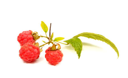 Sweet ripe raspberry isolated on white background