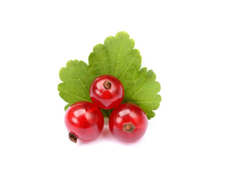 Fresh red currant isolated on white background