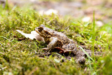 Frog Toad sitting in moss and leaves