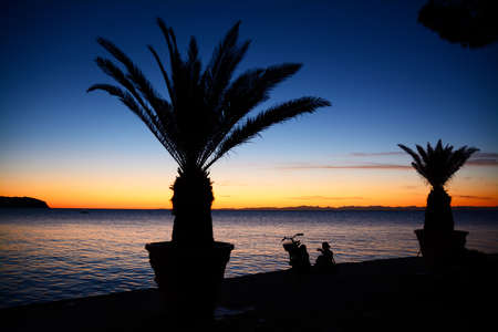 Palm trees on way by the sea at sunsetの写真素材