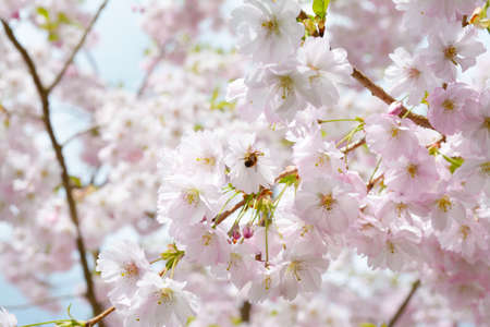 Flower ornamental cherry with spring atmosphere and blue skyの写真素材