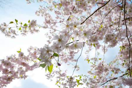 Flower ornamental cherry with spring atmosphere and blue skyの写真素材