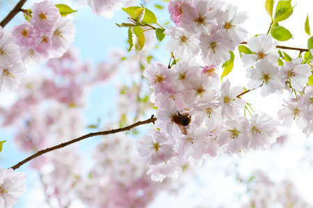 Flower ornamental cherry with spring atmosphere and blue skyの写真素材