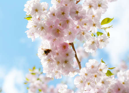 Flower ornamental cherry with spring atmosphere and blue skyの写真素材