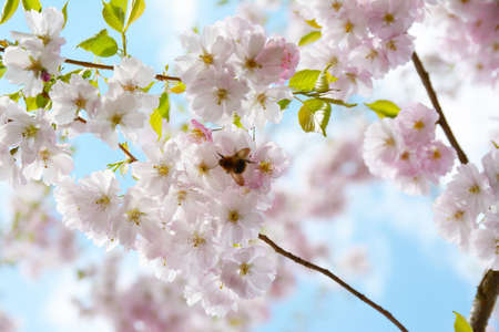 Flower ornamental cherry with spring atmosphere and blue skyの写真素材