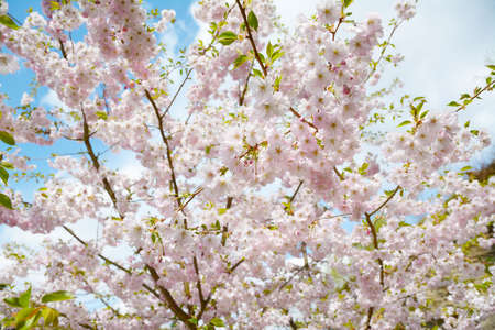 Flower ornamental cherry with spring atmosphere and blue skyの写真素材