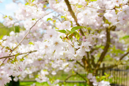 Flower ornamental cherry with spring atmosphere and blue skyの写真素材