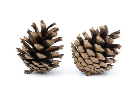 Cone pine isolated on white background