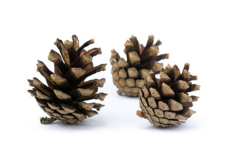 Cone pine isolated on white backgroundの写真素材