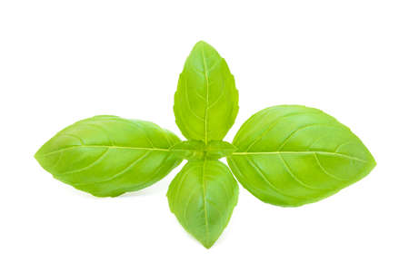 Aromatic leaves of basil isolated on a white backgroundの写真素材