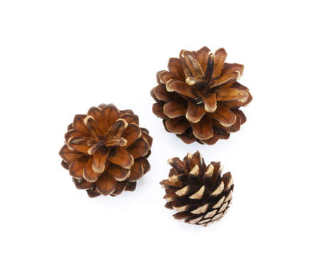 Cone pine isolated on white backgroundの写真素材