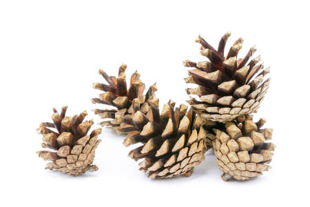 Cone pine isolated on white backgroundの写真素材