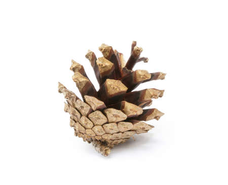 Cone pine isolated on white backgroundの写真素材