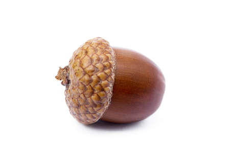 Ripe acorns isolated on white background