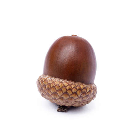 Ripe acorns isolated on white backgroundの写真素材