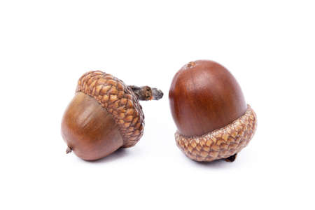 Ripe acorns isolated on white backgroundの写真素材