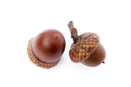 Ripe acorns isolated on white backgroundの写真素材