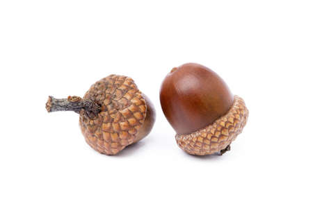 Ripe acorns isolated on white backgroundの写真素材