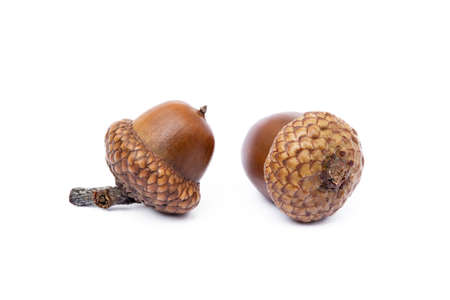 Ripe acorns isolated on white backgroundの写真素材