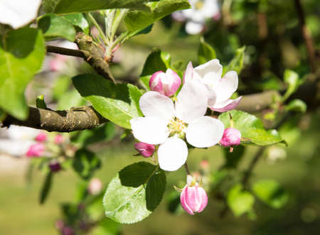 Blooming apple tree with beautiful close-up flowersの写真素材