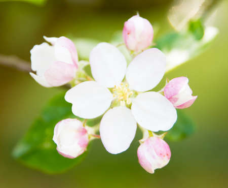 Blooming apple tree with beautiful close-up flowersの写真素材