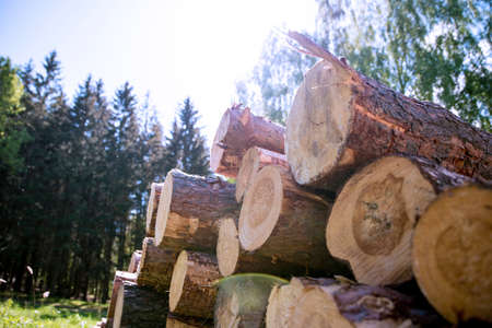 Harvesting of wood in the forest. Pile of wooden logs