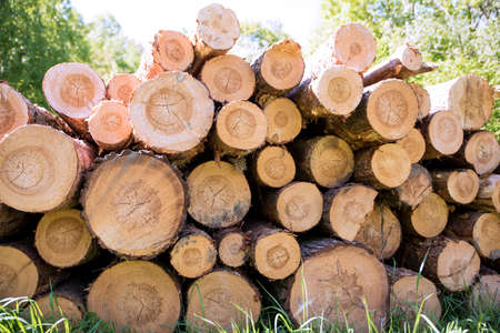 Harvesting of wood in the forest. Pile of wooden logsの写真素材