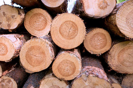 Harvesting of wood in the forest. Pile of wooden logs