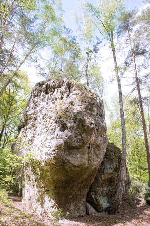Rock in the woods between trees under clear skyの写真素材