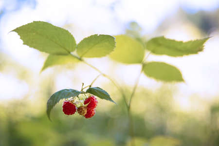 Ripe raspberries on raspberry bushes in natureの写真素材