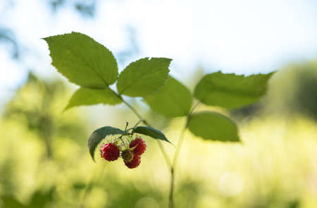 Ripe raspberries on raspberry bushes in natureの写真素材