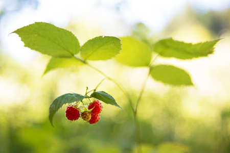 Ripe raspberries on raspberry bushes in natureの写真素材