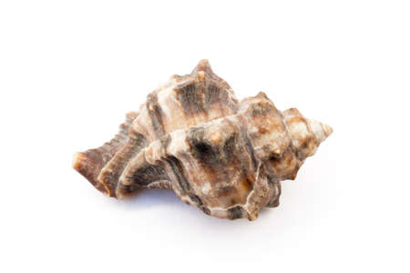 Exotic sea shells isolated on white background