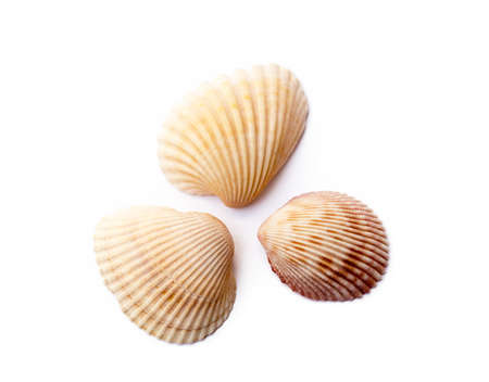 Exotic sea shells isolated on white backgroundの写真素材
