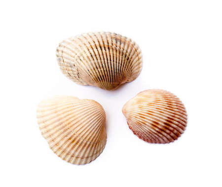 Exotic sea shells isolated on white backgroundの写真素材