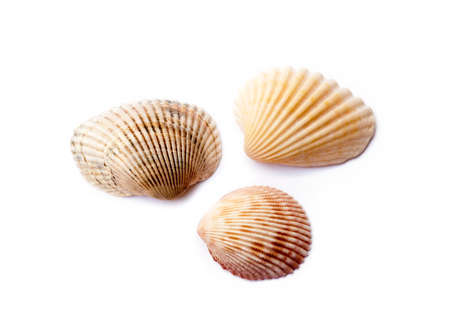 Exotic sea shells isolated on white backgroundの写真素材